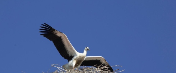 Scheune mit Umnutzungs-/Baugenehmigung für ca. 540 qm auf 3.875 qm Grundstück im Altdorf in Groß Meinsdorf | optimhome Immobilien Deutschland • Kaufen & Verkaufen Bild Scheune mit Umnutzungs-/Baugenehmigung für ca. 540 qm auf 3.875 qm Grundstück im Altdorf in Groß Meinsdorf